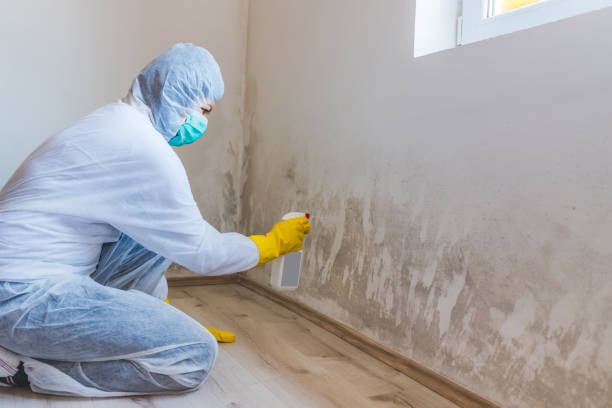 Licensed Mold Remediation service in Fayetteville, TN - WQB Mold Removal